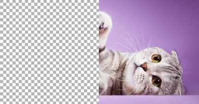 Export Transparent Backgrounds